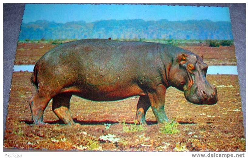 Hippopotamus, Wild Animals, Postcard,Africa - Elefanti
