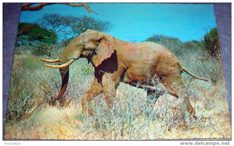 Elephant, Wild Animals, Postcard,Africa - Elefantes