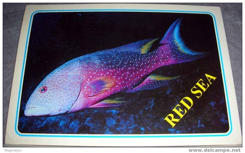 Fish,Lunartail Grouper, Red Sea, Animals, Postcard - Poissons Et Crustacés