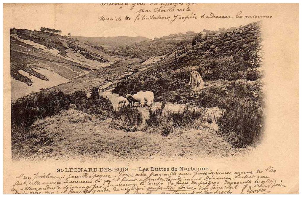 72 ST LEONARD Buttes De Narbonne, Animée, Berger Et Moutons, Ed ?, 1902 - Saint Leonard Des Bois