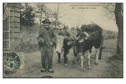 AGRICULTURE ATTELAGES Attelage De Vaches (bovins) - Spannen