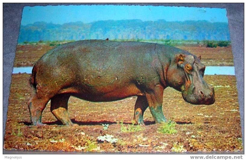 Animals, Hippopotamus,Africa, Postcard - Elefantes