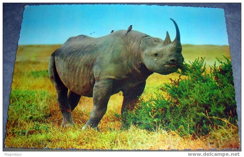 Animals, Rhinoceros,Africa, Postcard - Neushoorn