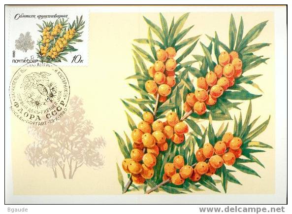 RUSSIE CARTE MAXIMUM NUM.YVERT 4745 ARBRE NERPRUN - Cartoline Maximum