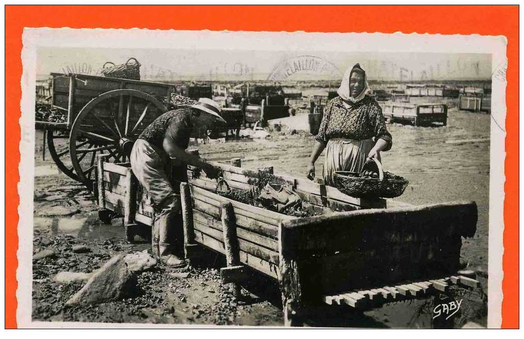 CHATELAILLON 1951 BOUCHOLEURS AU TRAVAIL MOULES  CARTE EN BON ETAT - Châtelaillon-Plage