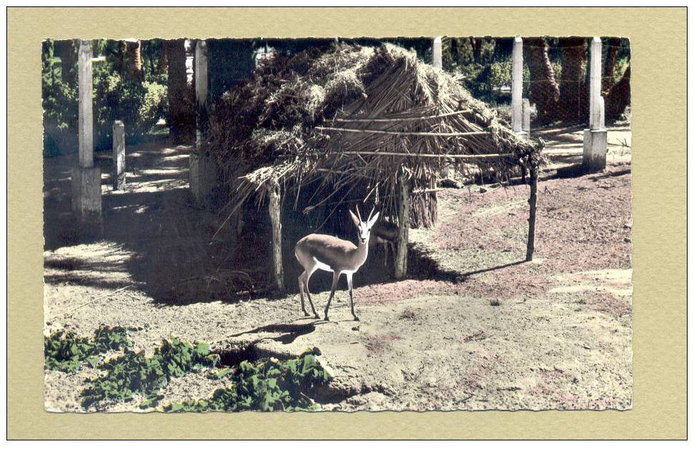 BECHAR GAZELLE AU JARDIN PUBLIC - Bechar (Colomb Béchar)