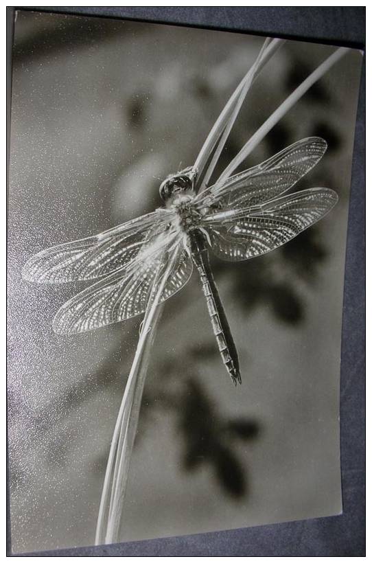 Dragonfly,Libelle, Postcard - Insectes