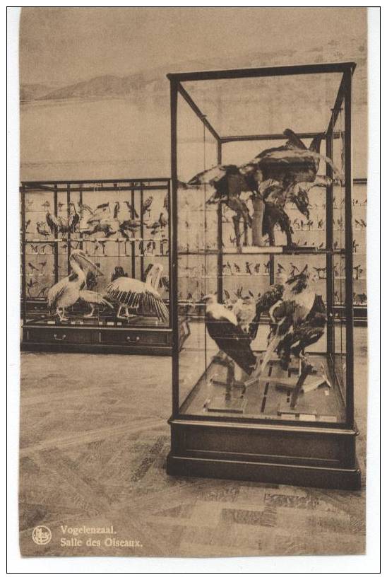 Tervuren. Tervueren. Museum Van Belgisch Kongo. Vogelenzaal. Musée Du Congo Belge. Salle Des Oiseaux. - Tervuren