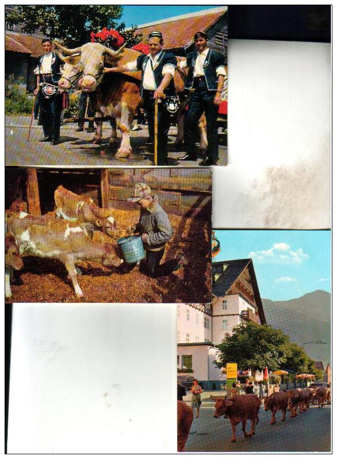 3 Carte De Vache - 3 Cow Postcard - Taureaux