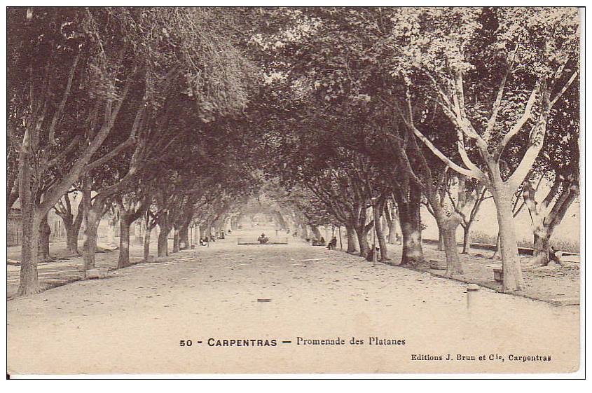 CPA De Carpentras ( Vaucluse 84 ): Promenade Des Platanes. - Carpentras