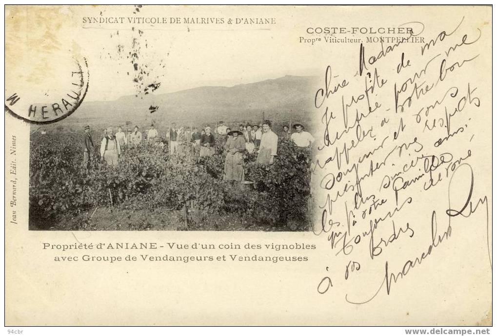 Cpa Propriete D ANIANE Vignoble Avec Vendangeurs Et Vandangeuse -syndicat Viticole De MALRIVE ET D ANIANE - Aniane