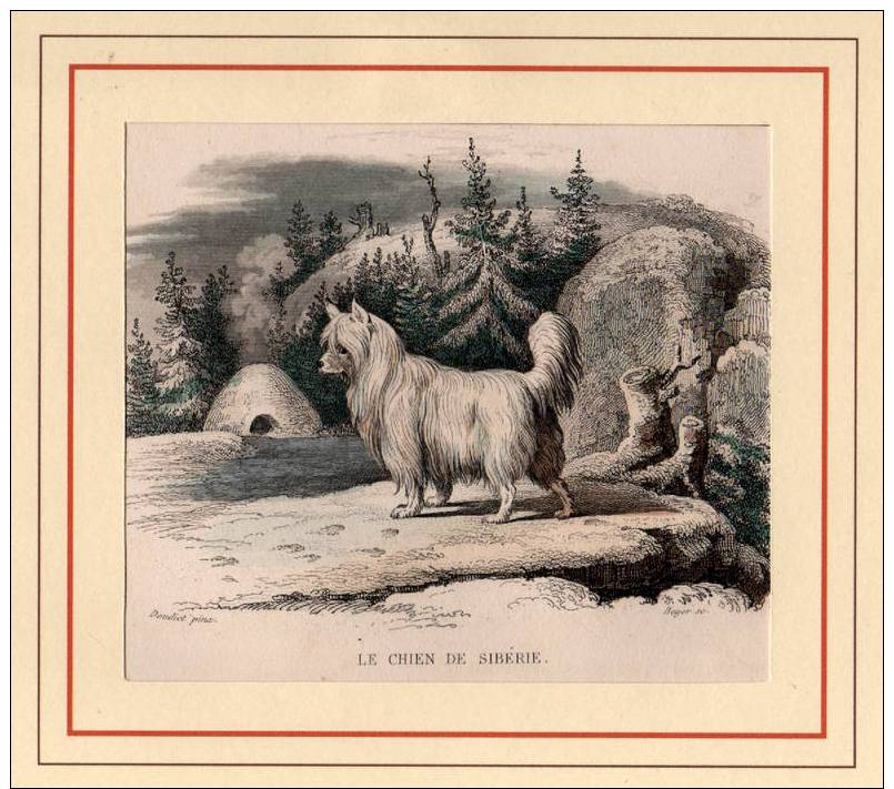 Authentique Gravure De 1839, Buffon, Le Chien De Sibérie - Estampes & Gravures
