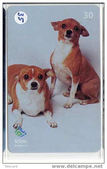 HOND PINCHER DOG CHIEN HUND CANE PERRO CÃO Op Telefoonkaart Phonecard (35) - Chiens
