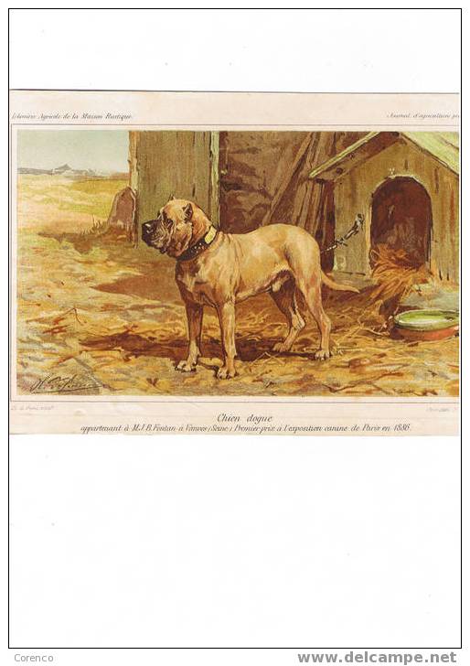 LITHOGRAPHIE    CHIEN DOGUE - Lithographien