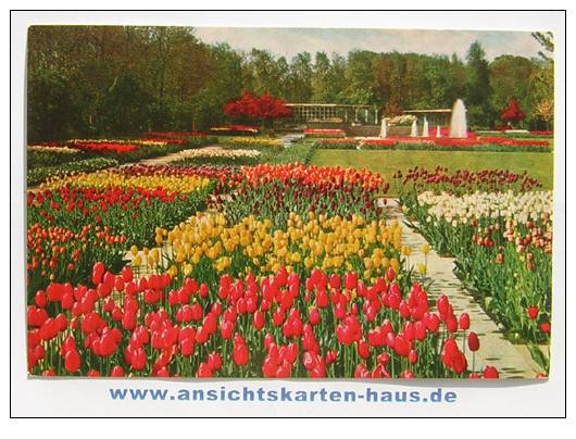 D 4631 - Keukenhof Lisse, Holland - CAk, Nicht Gelaufen - Lisse