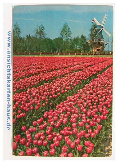 D 4632 - Keukenhof Lisse, Holland - CAk (mit Windmühle), Nicht Gelaufen - Lisse