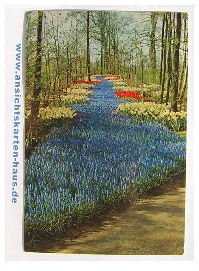 D 4633 - Keukenhof Lisse, Holland - CAk, Nicht Gelaufen - Lisse