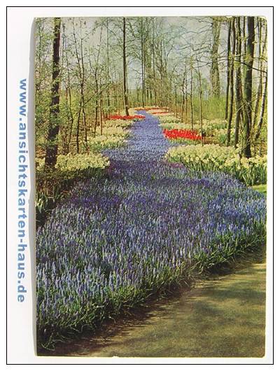 D 4635 - Keukenhof, Lisse, Holland - CAk, Nicht Gelaufen - Lisse