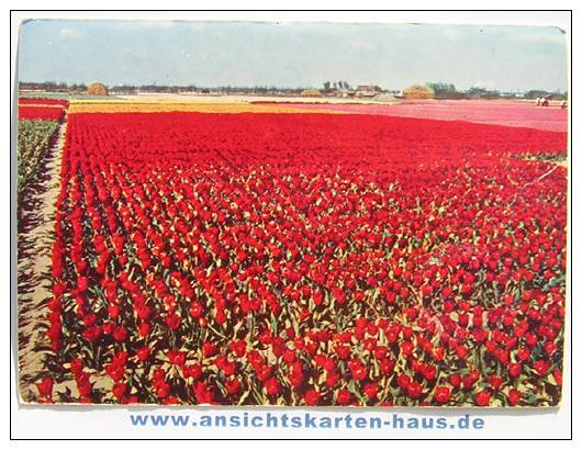 D 4638 - Nat. Bloemententoonstelling Keukenhof, Lisse, Holland - CAk - Lisse