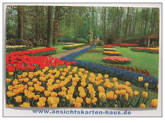 D 4681 - Keukenhof, Lisse-Holland - CAk, Nicht Gelaufen - Lisse