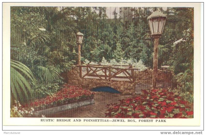 Saint Louis. Rustic Bridge And Poinsettias. Jewel Box, Forest Park. Floral Display. Colored. - St Louis – Missouri