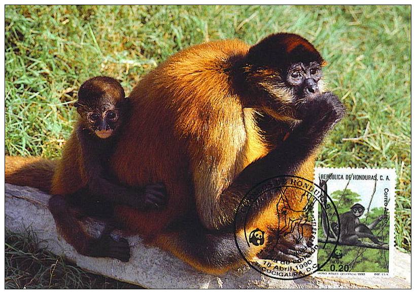 Honduras : CM Carte Maximum Singe Araignée Spider Monkey Animal Primate Foret Forest Atele Geoffroyi Mono - Monkeys