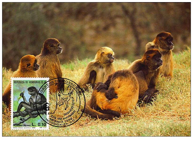 Honduras : CM Carte Maximum Singe Araignée Spider Monkey Animal Primate Foret Forest Atele Geoffroyi Mono - Monkeys