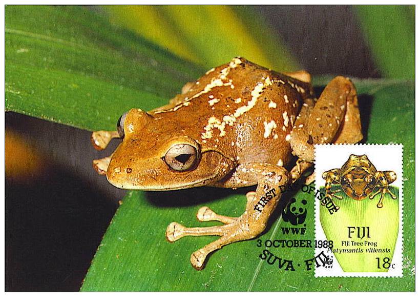 Fiji : CM Carte Maximum Grenouille Frog Platymantis Vitiensis Anoure Tree Arbre Foret Forest Animal WWF - Frösche