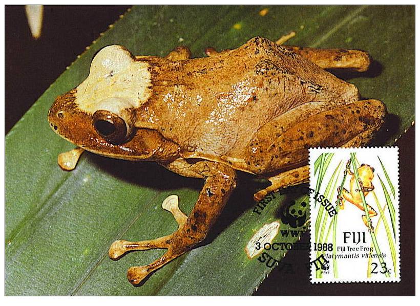 Fiji : CM Carte Maximum Grenouille Frog Platymantis Vitiensis Anoure Tree Arbre Foret Forest Animal WWF - Rane