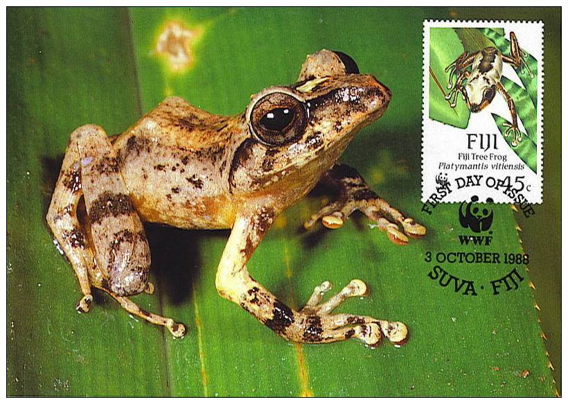 Fiji : CM Carte Maximum Grenouille Frog Platymantis Vitiensis Anoure Tree Arbre Foret Forest Animal WWF - Kikkers