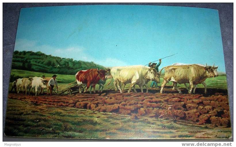 Cows,Bulls, Cattle, Field Works, Stengel, Vintage Postcard - Cultivation