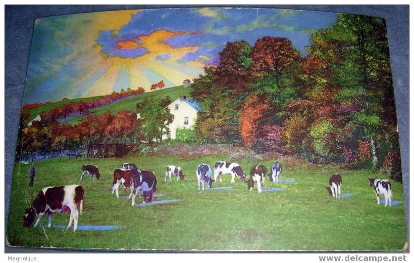 Cows, Shepherd, Cattle,Sunset, Vintage Postcard - Fermes