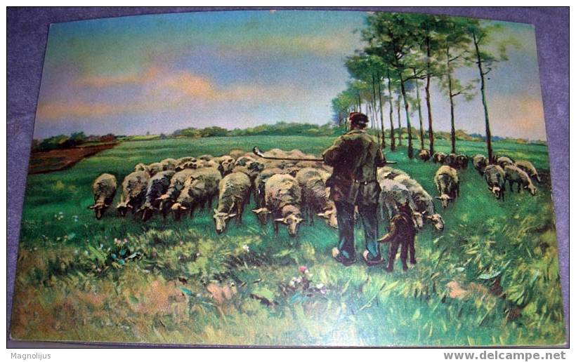 Sheeps, Shepherd, Cattle, Stengel, Vintage Postcard - Elevage