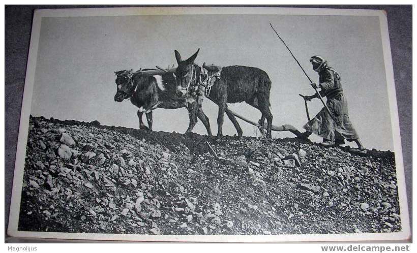 Plowing With A Cow And An Ass, Tel-Aviv, Vintage Postcard - Cultivation