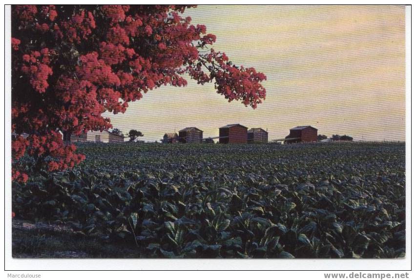 Tabac. Tabak. Bright Leaf Tobacco, Extends From Georgia Through The Carolinas Into Virginia. The Flower Is Crepe Myrtle. - Cultures