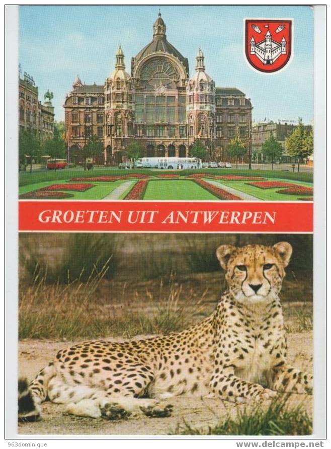 Groeten Uit Antwerpen - Leeuw - Lion - Löwen
