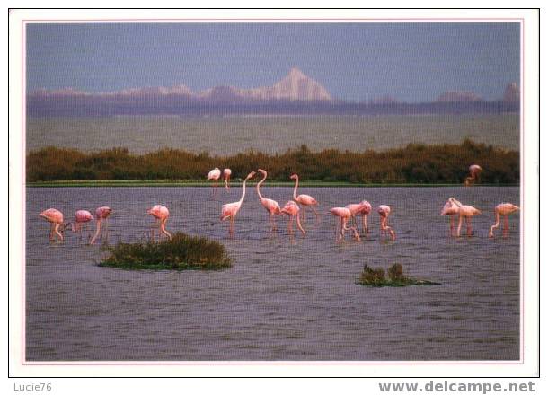 Les Etangs Le Territoire Des FLAMANDS ROSES -  Littoral Languedocien - Languedoc-Roussillon