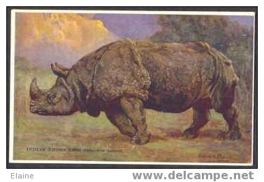 Indian Rhinoceros - Artist Signed Edgar H Fisher - Rhinocéros