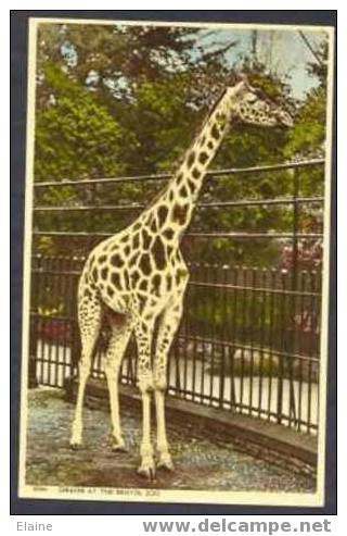 Giraffe At The Bristol Zoo - Giraffen