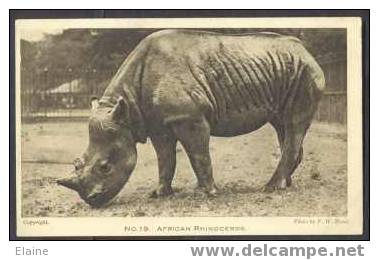 London Zoological Gardens - African Rhinoceros - Rinoceronte