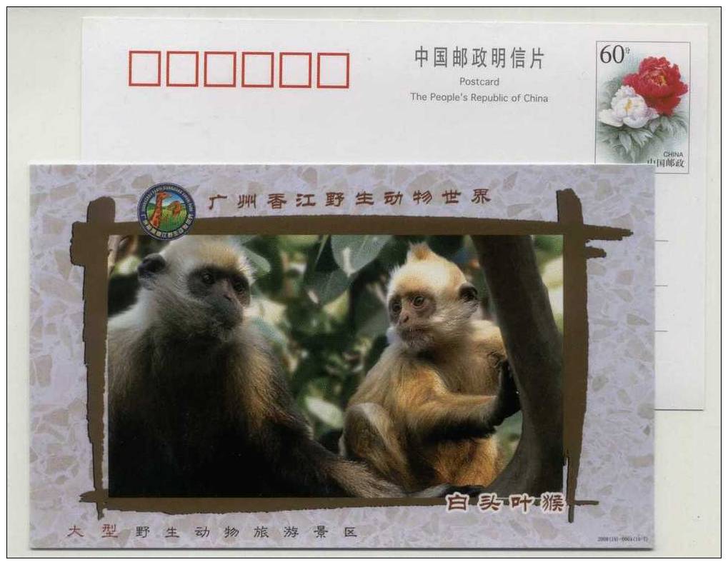 Rare Animal White-headed Leaf Monkey,CN00 Xiangjiang Wildlife World Park Advertising Postal Stationery Card - Apen