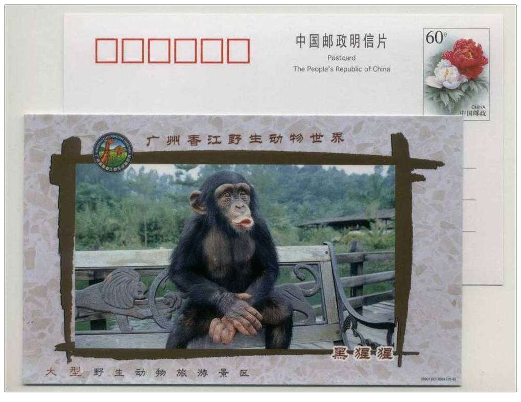 Rare Animal Chimpanzee,CN 00 Xiangjiang Wildlife World Park Advertising Postal Stationery Card - Chimpancés