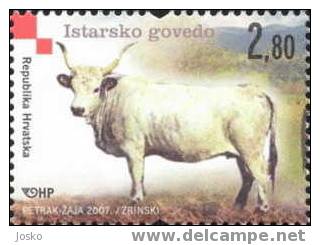 ISTRIAN OX - Croatian Autochthonous Breeds ( Croatia MNH** ) Cattle Cow Cows Bœuf Ochse Vacuno Buey Bue Toro - Vaches