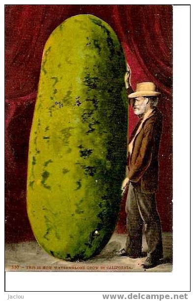 THIS IS HOW WATERMELONS GROW IN CALIFORNIA REF 467 - Culturas