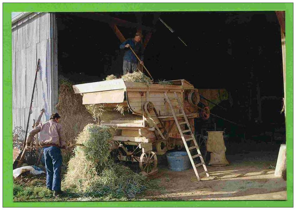 GAUDREVILLE 1989 EN BEAUCE BATTAGE DES FLAGEOLETS SUR MACHINE LECOQ PHOTO M. LAURENT CARTE SUPERBE ETAT - Landwirtschaftl. Anbau