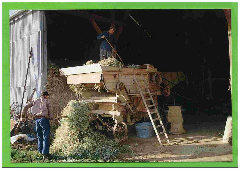 GAUDREVILLE 1989 EN BEAUCE BATTAGE DES FLAGEOLETS SUR MACHINE LECOQ PHOTO M. LAURENT CARTE SUPERBE ETAT - Cultures