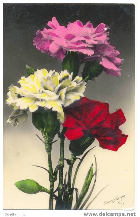 Perou.1932.Bouquet D'oeillets. - Fleurs
