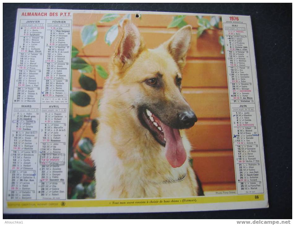 CALENDRIER GRAND FORMAT DOUBLE ALMANACH DES PTT1976  CHIEN BERGER ALLEMAND   / CHAT - Tamaño Grande : 1971-80