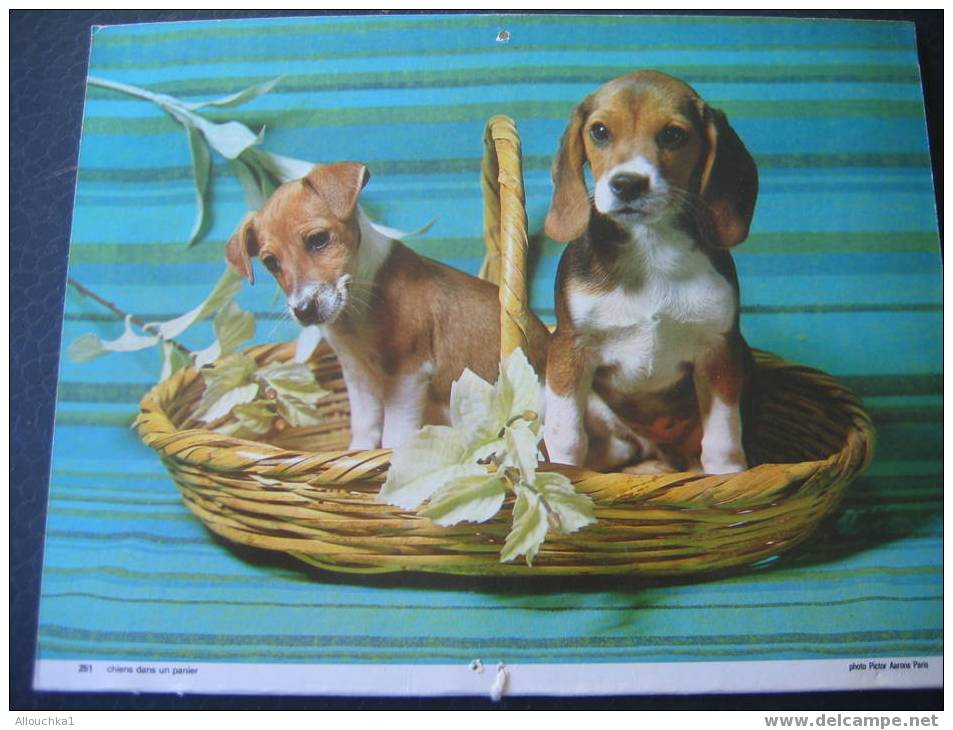 CALENDRIER GRAND FORMAT DOUBLE ALMANACH DES PTT 1982 CHIENS CHIOTS /CHAT CHATON - Groot Formaat: 1981-90