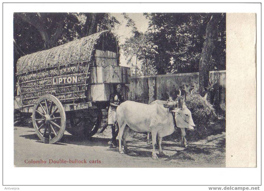 Lipton Ltd Colombo Double Bullock Carts (unused) - Werbepostkarten